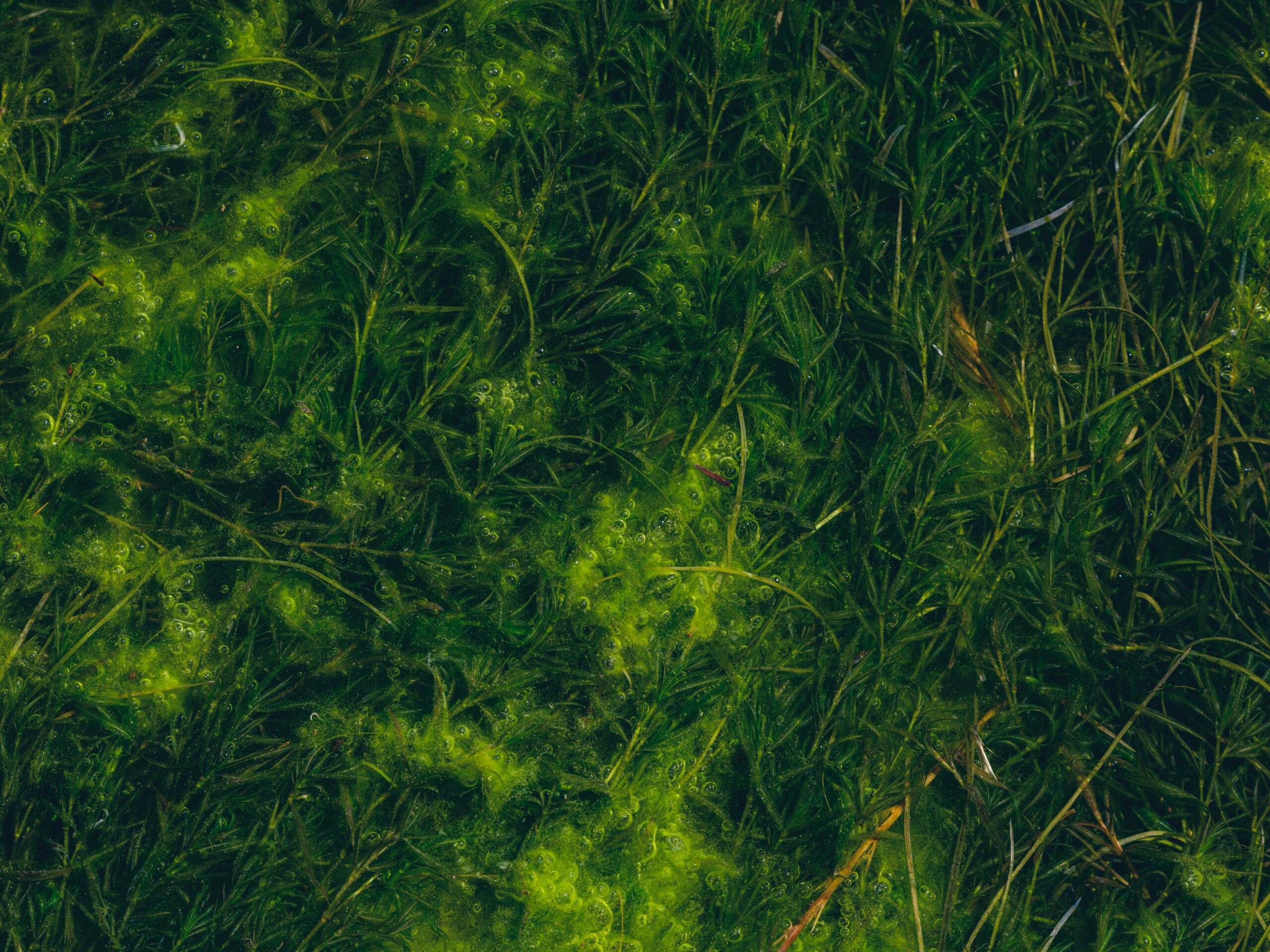 Close-up view of vibrant green moss and foliage displaying lush natural textures in spring.